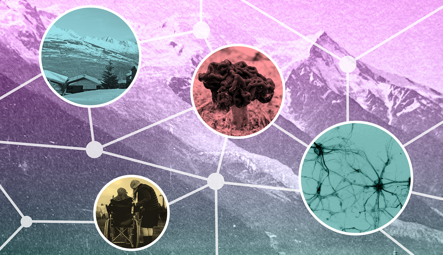 A conceptual collage shows a web of images such as false morels, the brain, neurons and a person in a wheelchair, against an image of mountains.