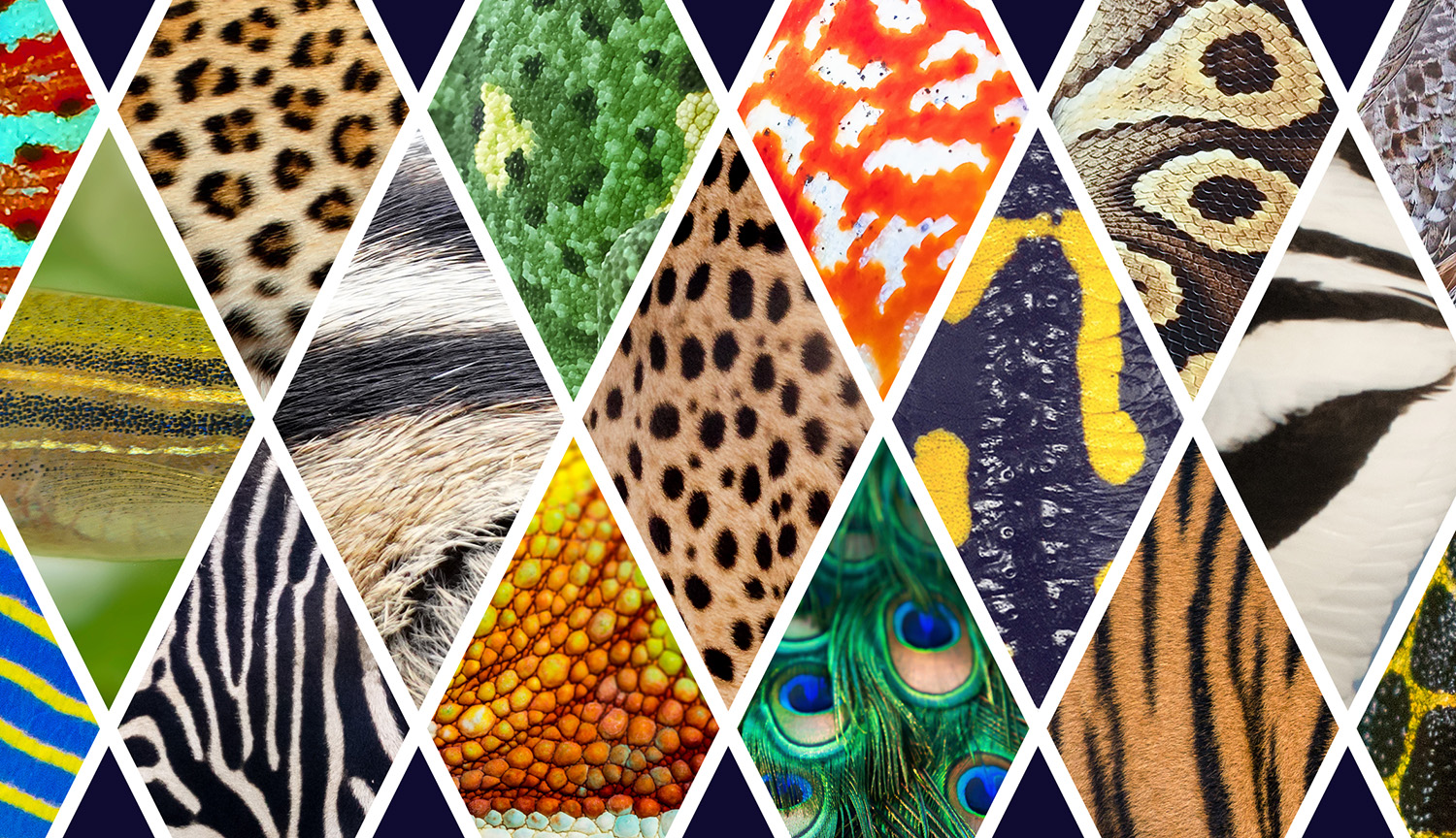 <p>Spots, stripes and more: Working out the logic of animal patterns</p>