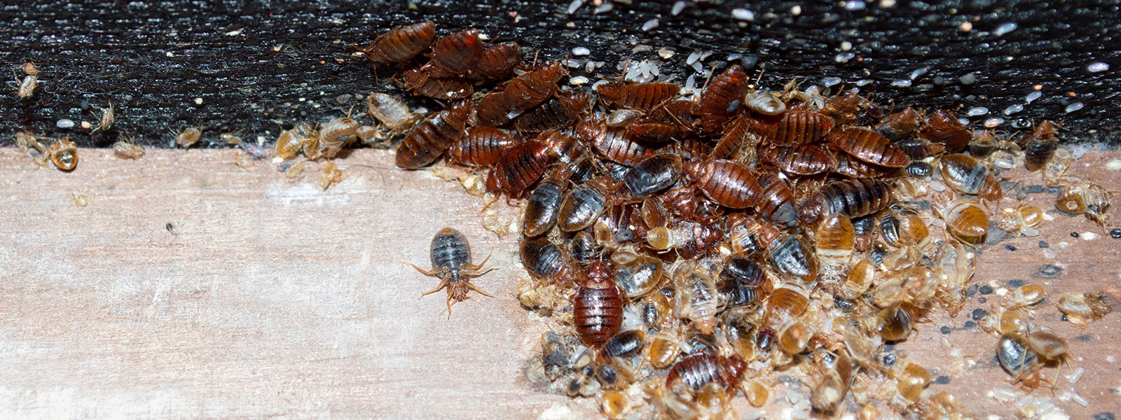 Bed Bug Exterminator Chicago Services