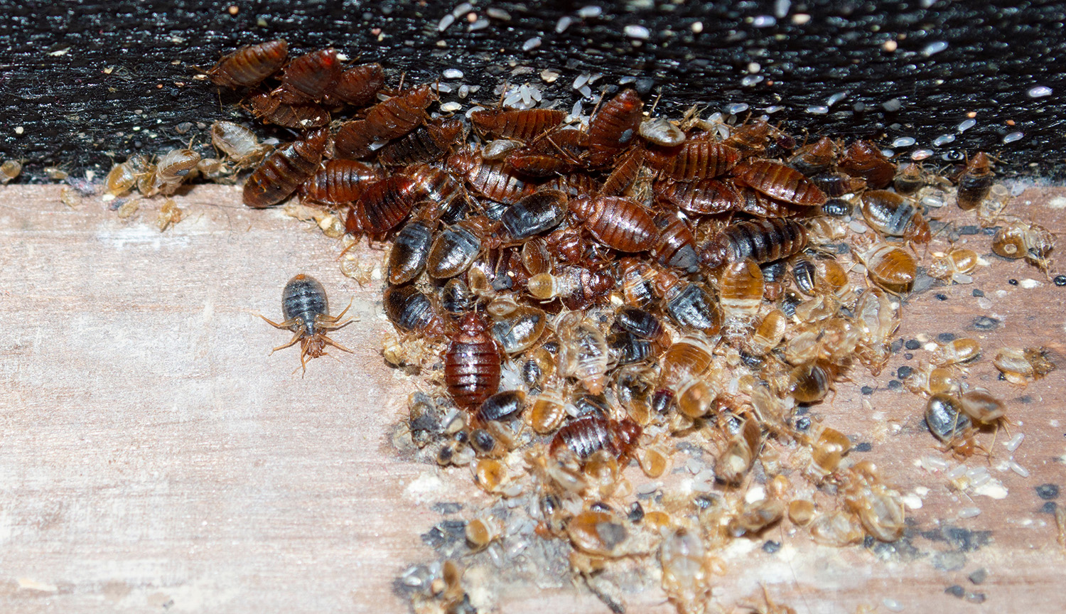 Photograph shows many dark brown bed bugs clustered together.