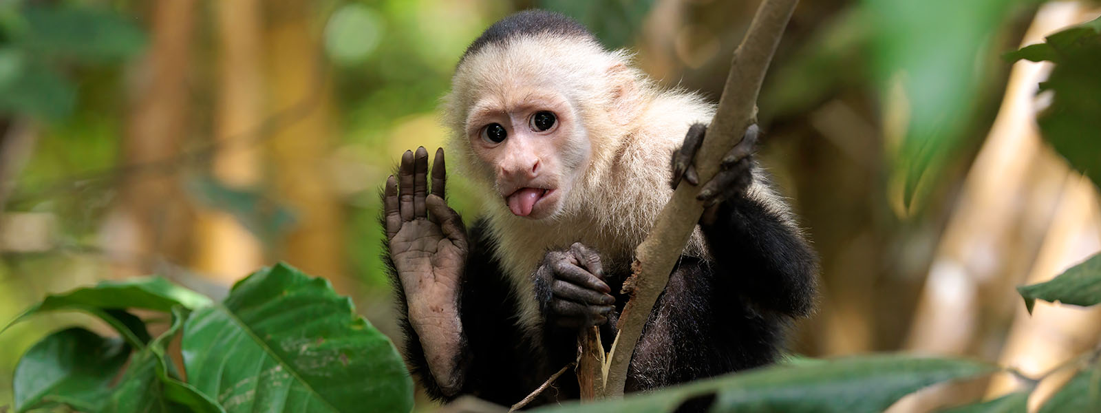 Photo of a white-faced capuchin raising its arm and sticking out its tongue.