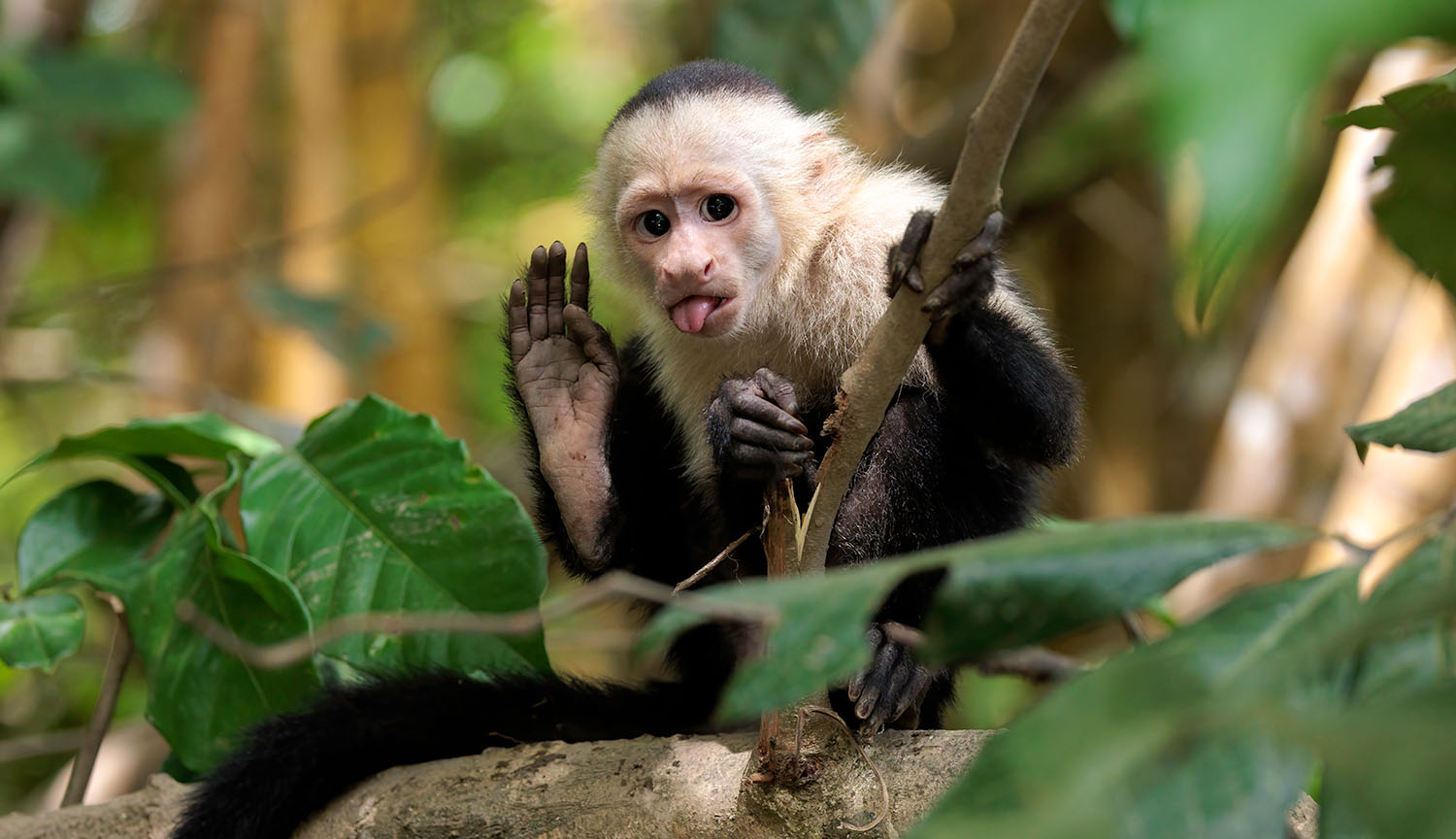 Photo of a white-faced capuchin raising its arm and sticking out its tongue.