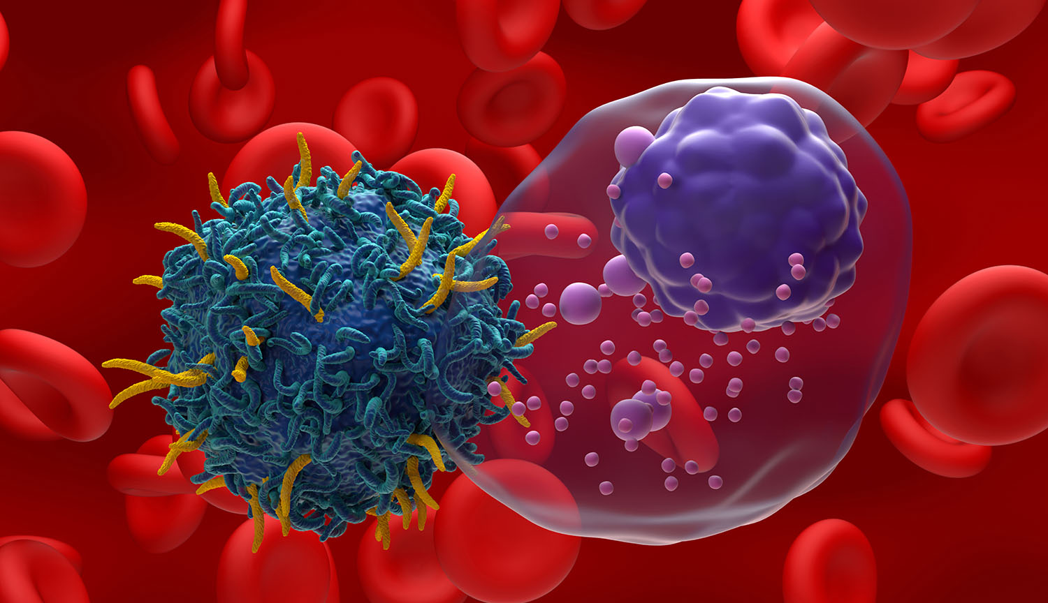 An artist’s conception of a frilly T cell interacting with a transparent B cell against a backdrop of red blood cells.