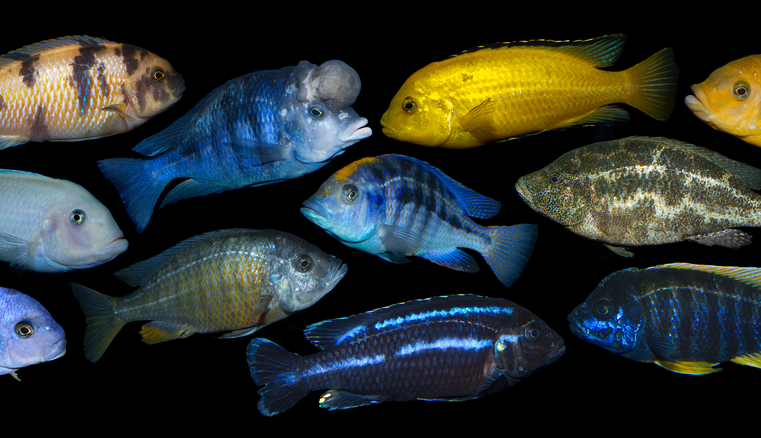 A collage of photographs of cichlid fishes of different colors and patterns, including blue and yellow, stripy and splotchy.