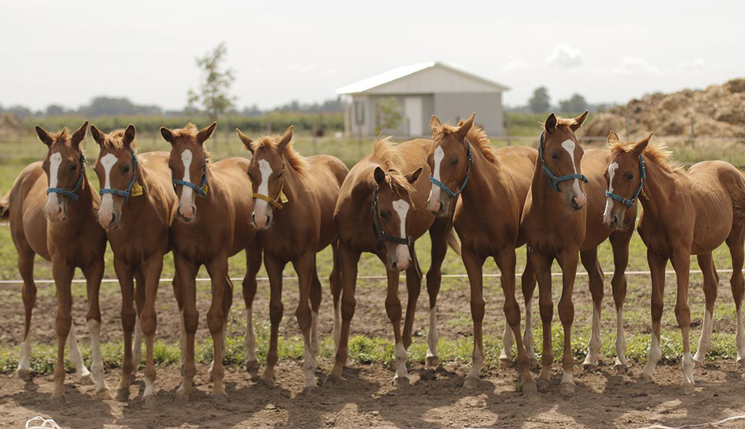 Eight horses of identical appearance, lined up side by side.