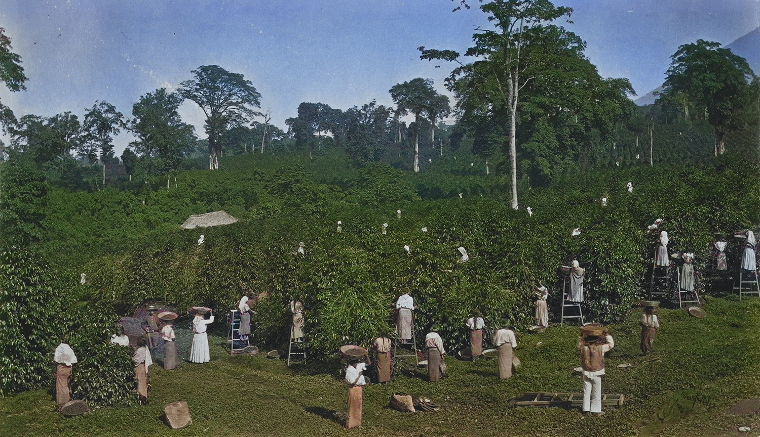 Women and men, some with baskets of berries on their heads, harvest coffee from lush rows of trees, taller shade trees are visible in the background.