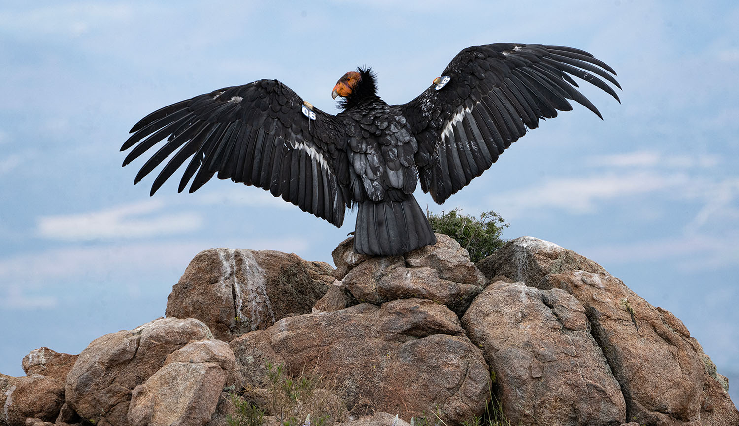 A condor spreads its wings on the summit of a mountain.