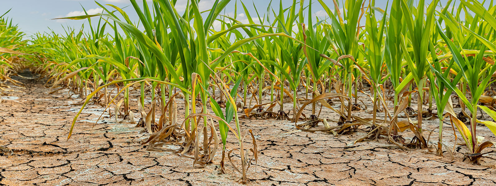 Photograph of corn stalks growing in a field. The earth is dry and cracked.