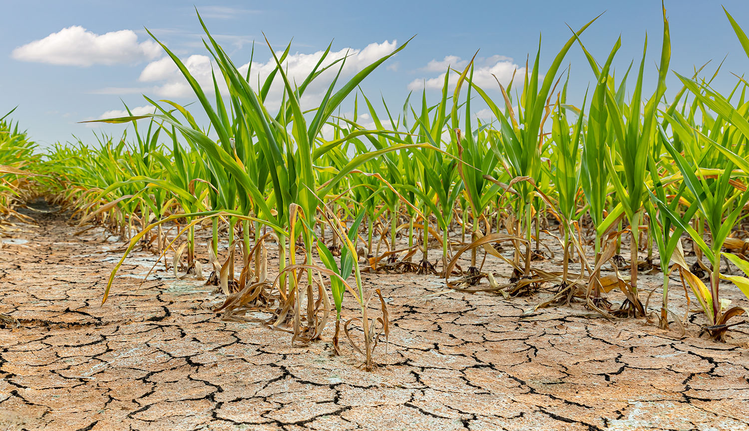 Photograph of corn stalks growing in a field. The earth is dry and cracked.