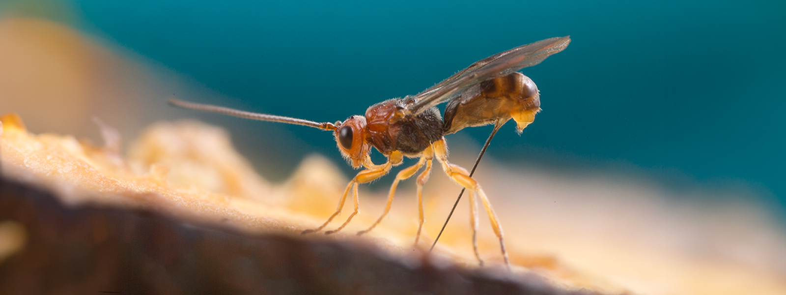  A Fopius arisanus wasp probes into food medium with her stinger, looking for fruit fly maggots to lay her eggs in. When F. arisanus wasps lay their e
