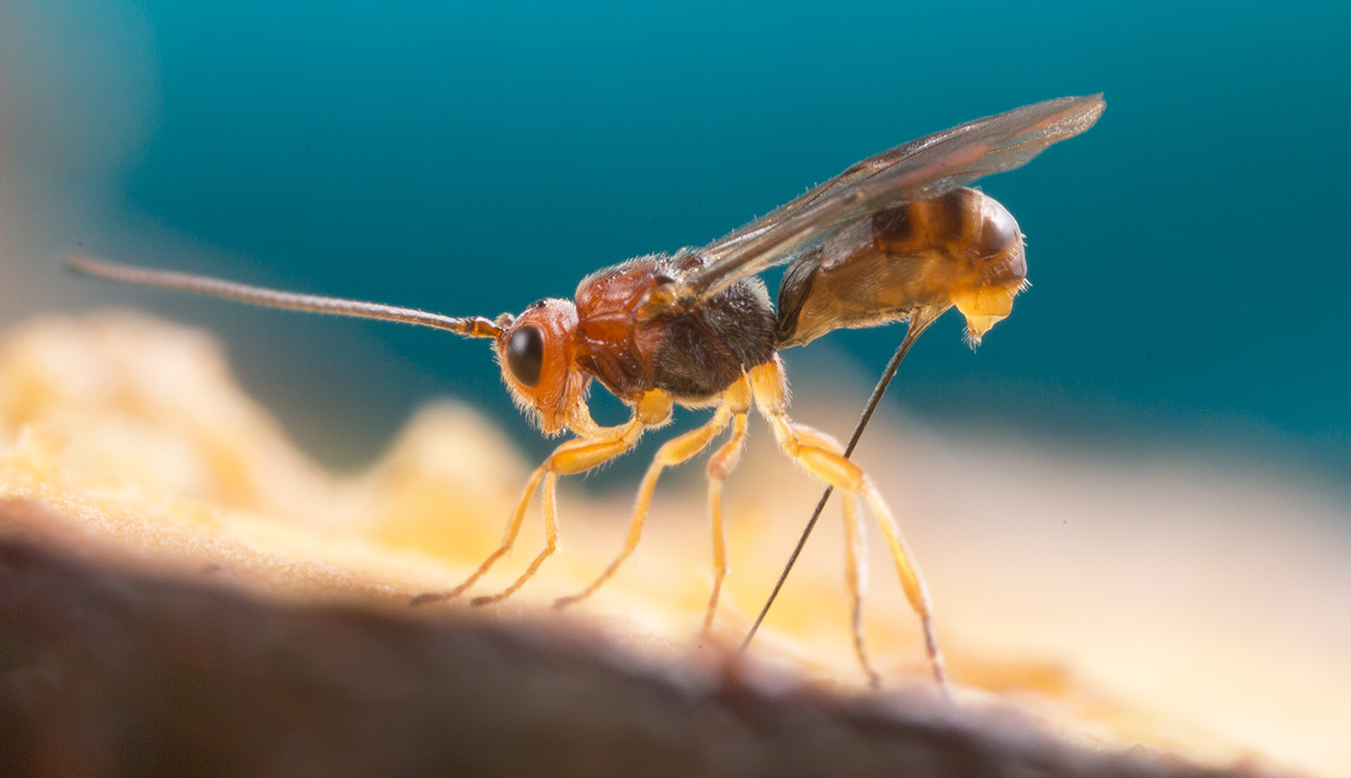 <p>The wasps that tamed viruses</p>