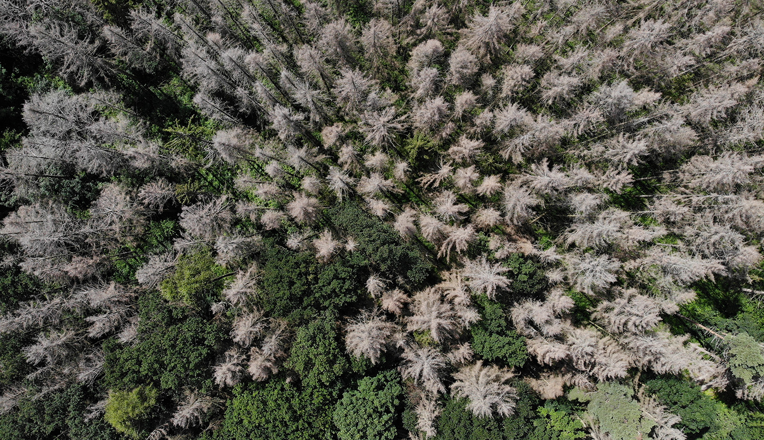 Aerial view photograph of forest, with many trees gray and dead.