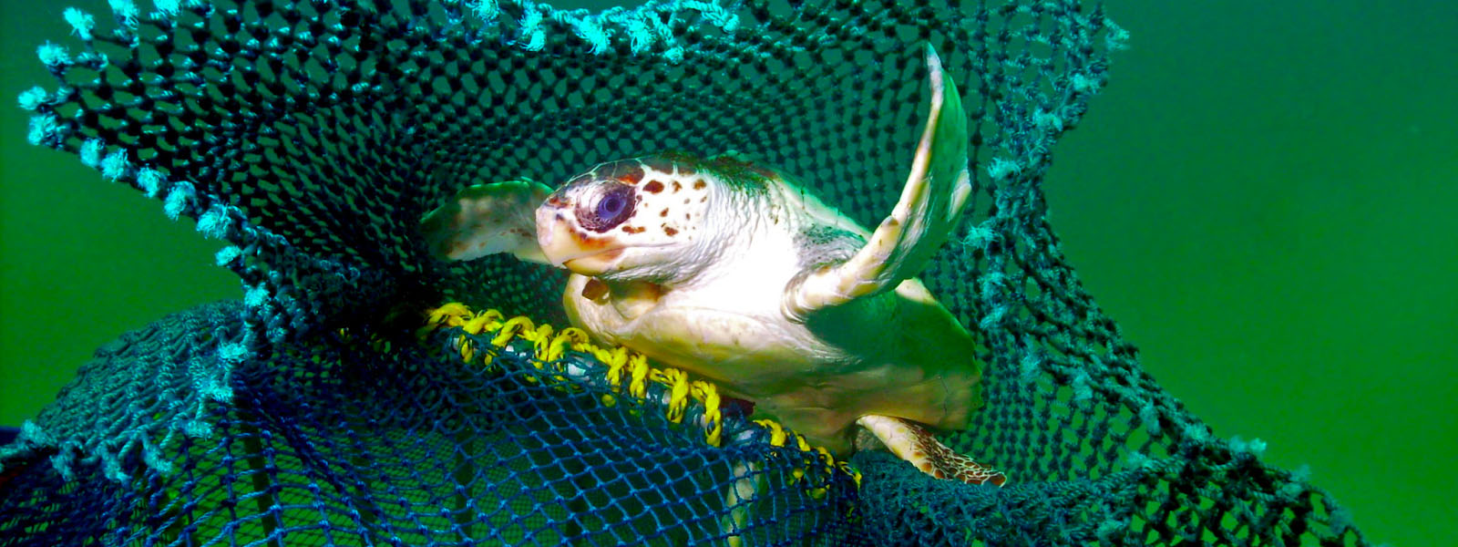 knowablemagazine.org image