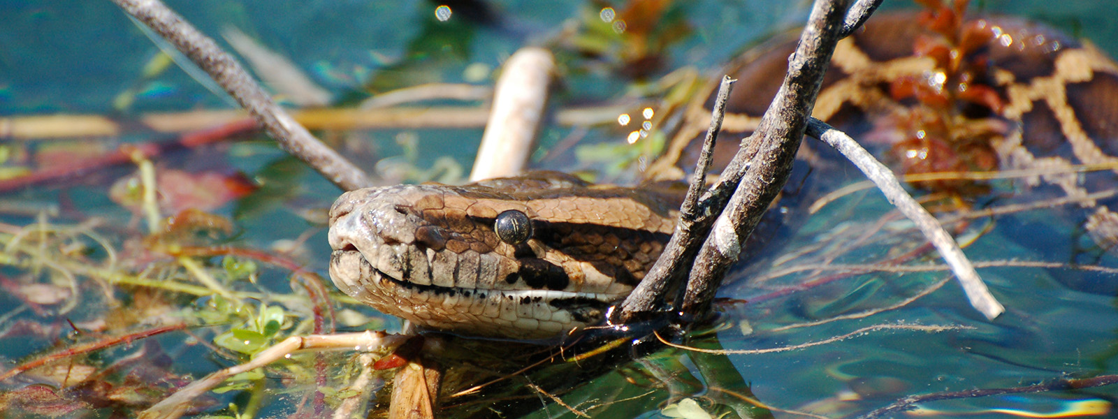 Photograph of a snake head sticking out of the water with some twigs around it.