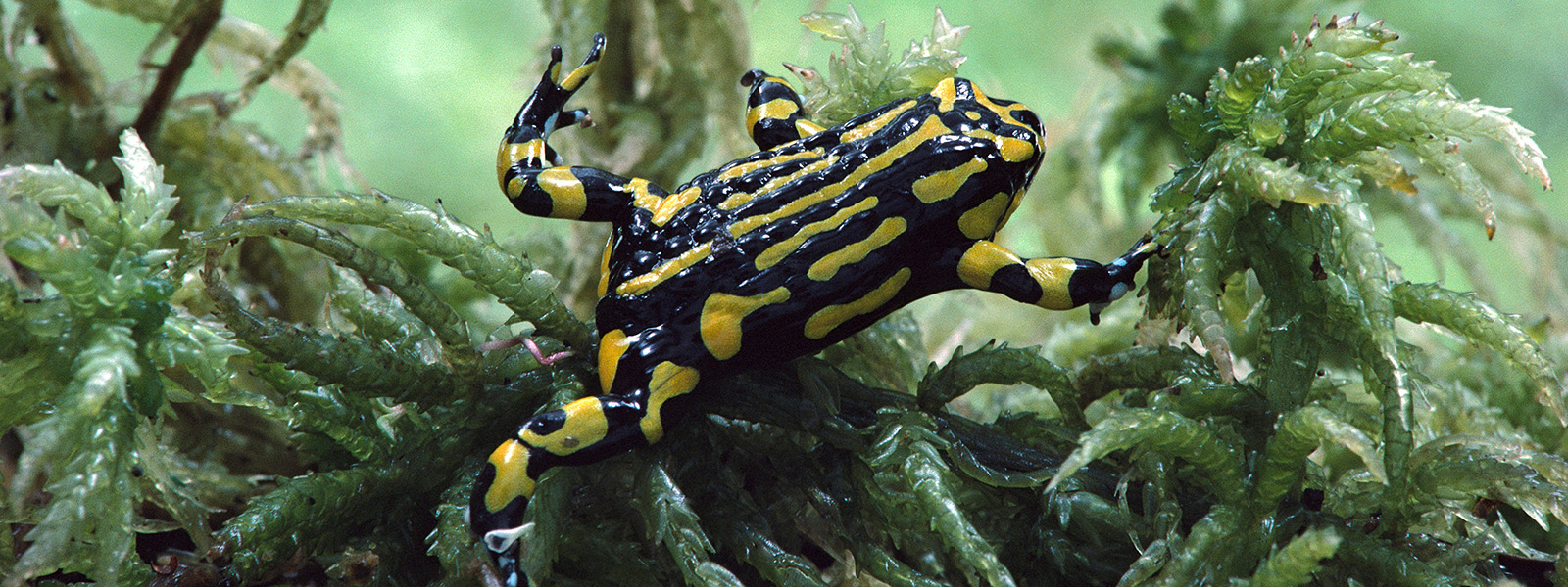 A black and yellow frog clambers over sphagnum moss.