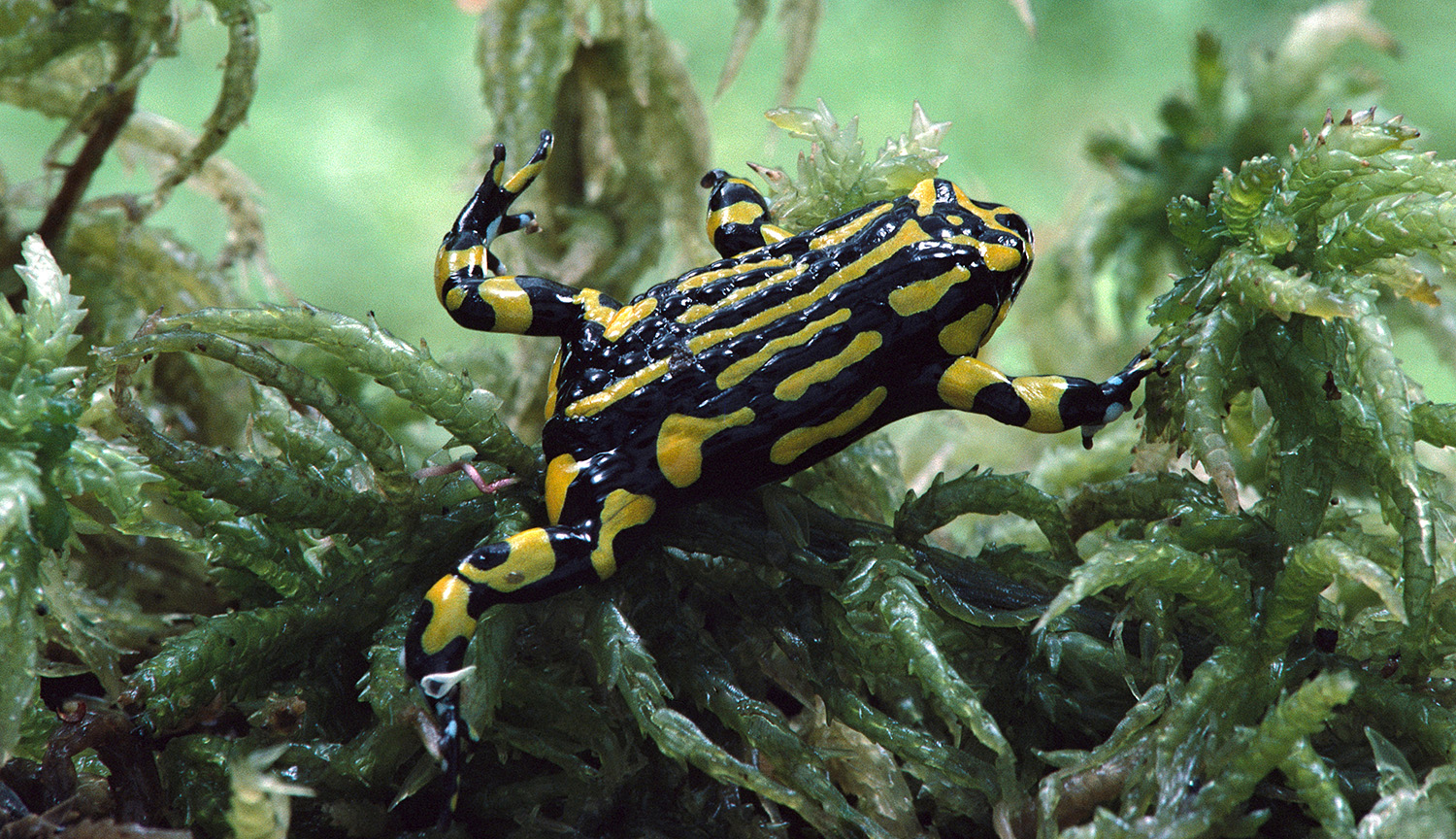 A black and yellow frog clambers over sphagnum moss.