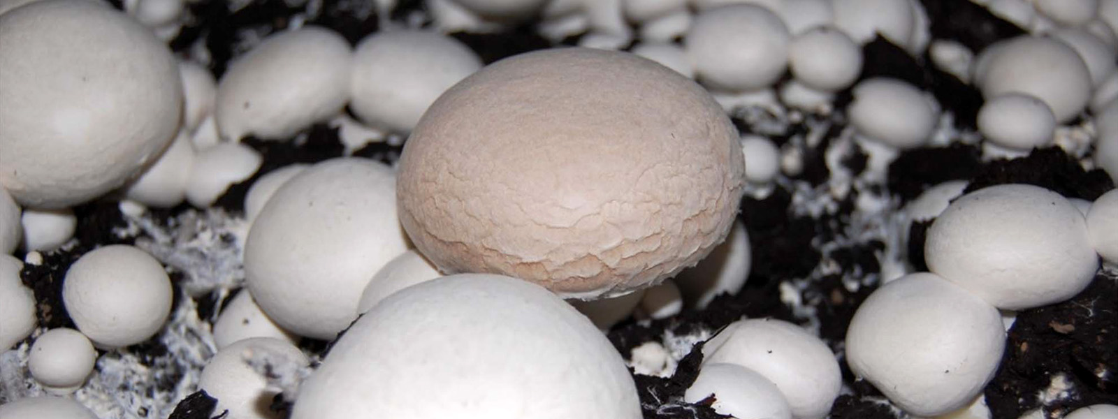 A field of white button mushrooms; one has a brown, wrinkled cap.