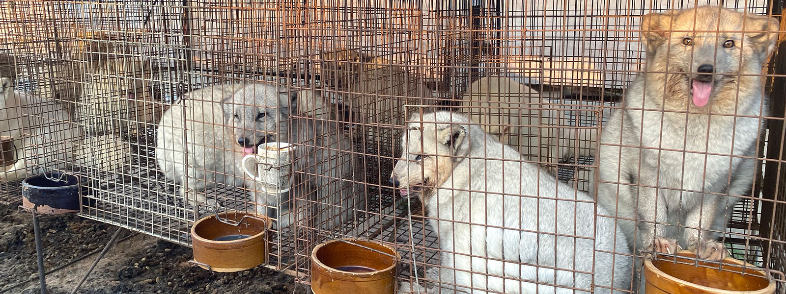 Why disease outbreaks on Chinese fur farms are a serious risk to public health