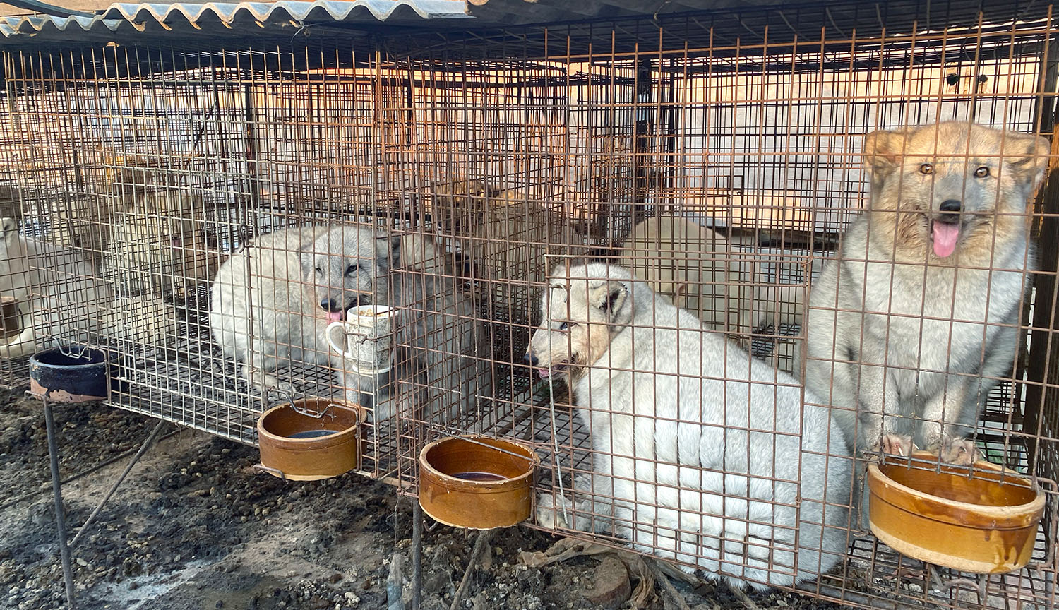 Why disease outbreaks on Chinese fur farms are a serious risk to public health