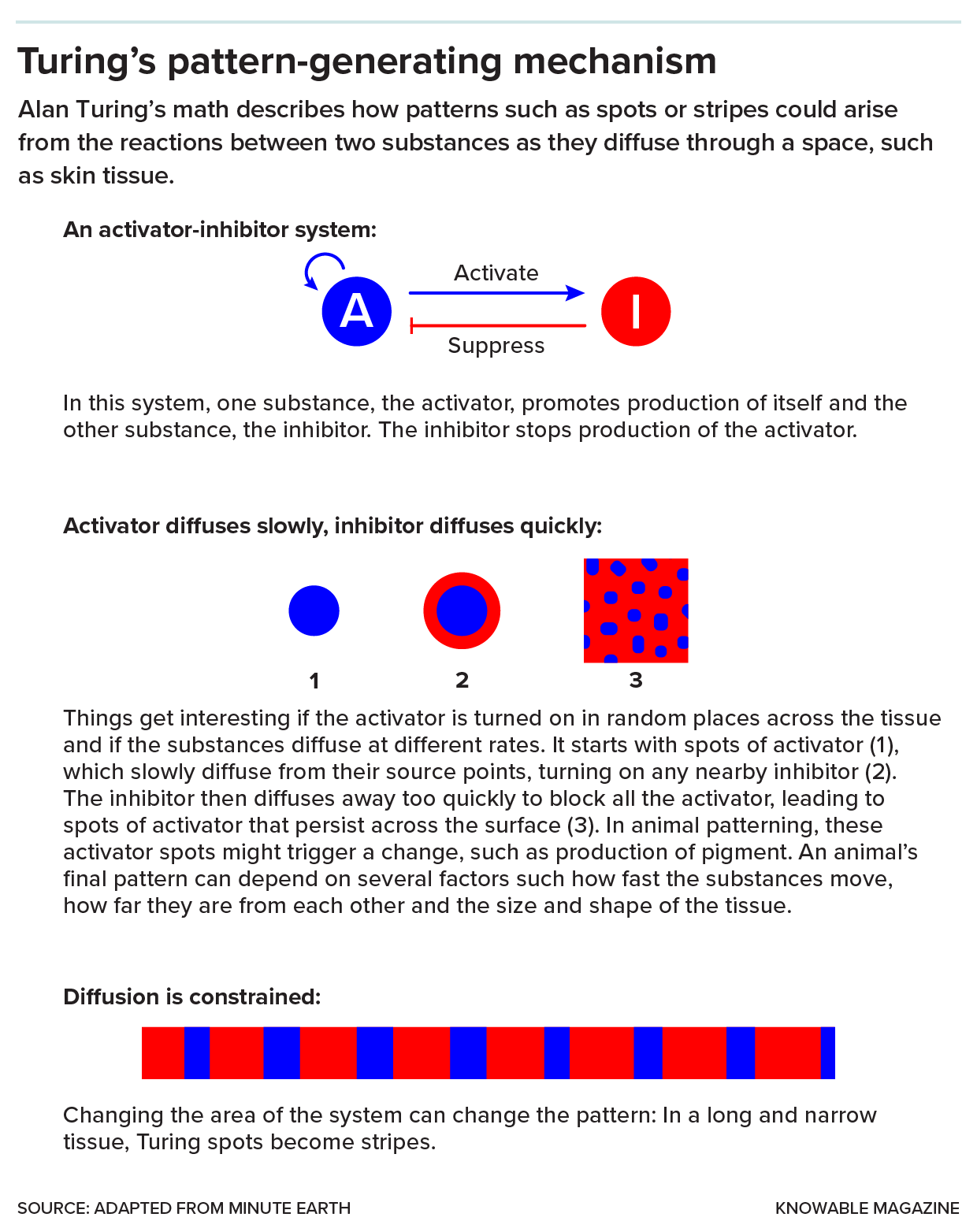 A diagram illustrates how Activators and Inhibitors interact to create spots or stripes.
