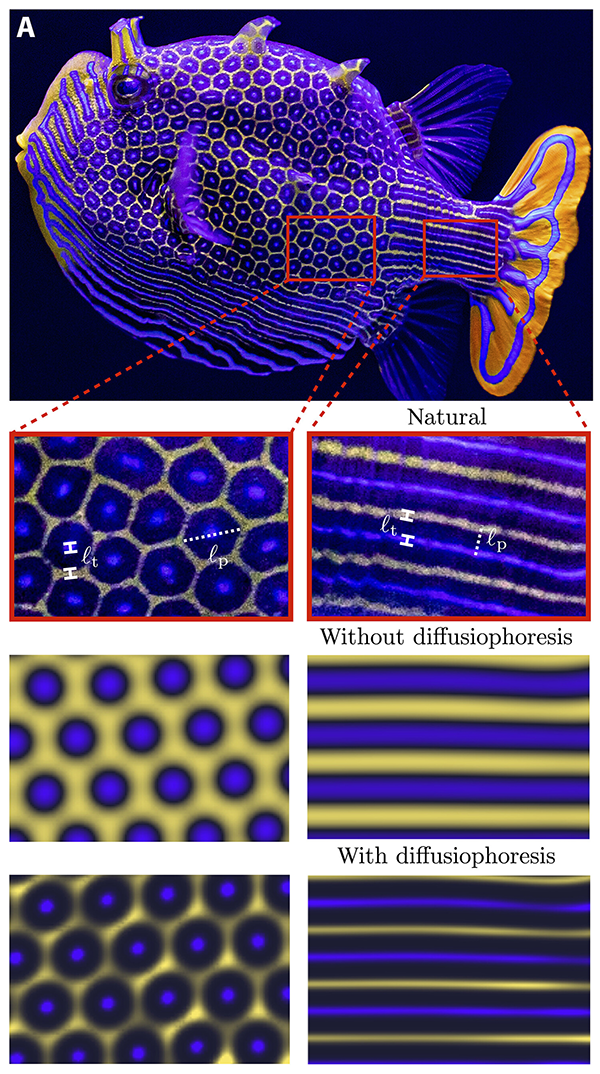 A diagram shows a zoom in on the pattern from a real boxfish compared to the blurrier patterns generated by computer modeling.