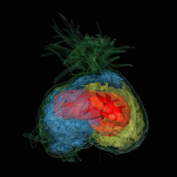 Squamellaria tenuiflora CT scan A CT scan of a Squamellaria tenuiflora chamber shows several separate compartments, delineated in different colors in this image.