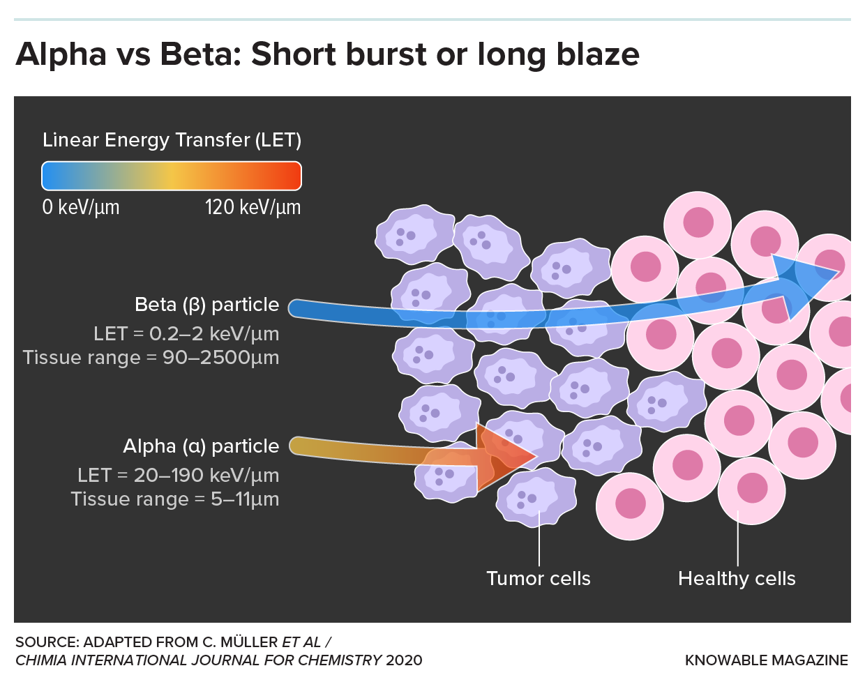 A graphic compares the properties of alpha and beta particles in cancer-killing therapies. Among other things, it shows beta particles traveling beyond the tumor into healthy tissue, whereas the alpha particles don’t journey as far. 