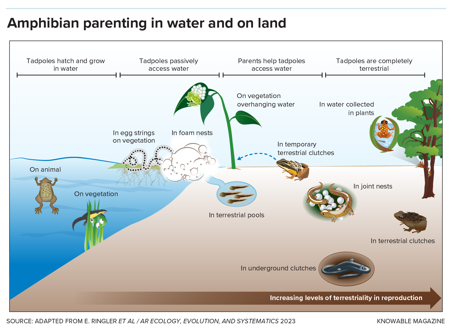 Graphic depicts amphibian parenting behavior. Examples: In water, tadpoles can be carried on parents, cared for on vegetation or in foam nests. On land, they may be cared for in small pools, joint nests or overground/underground clutches.