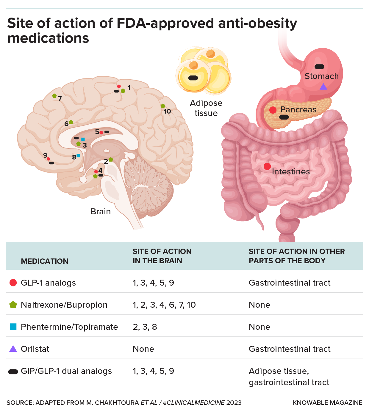 Graphic shows the sites of action in the body of FDA-approved anti-obesity drugs.