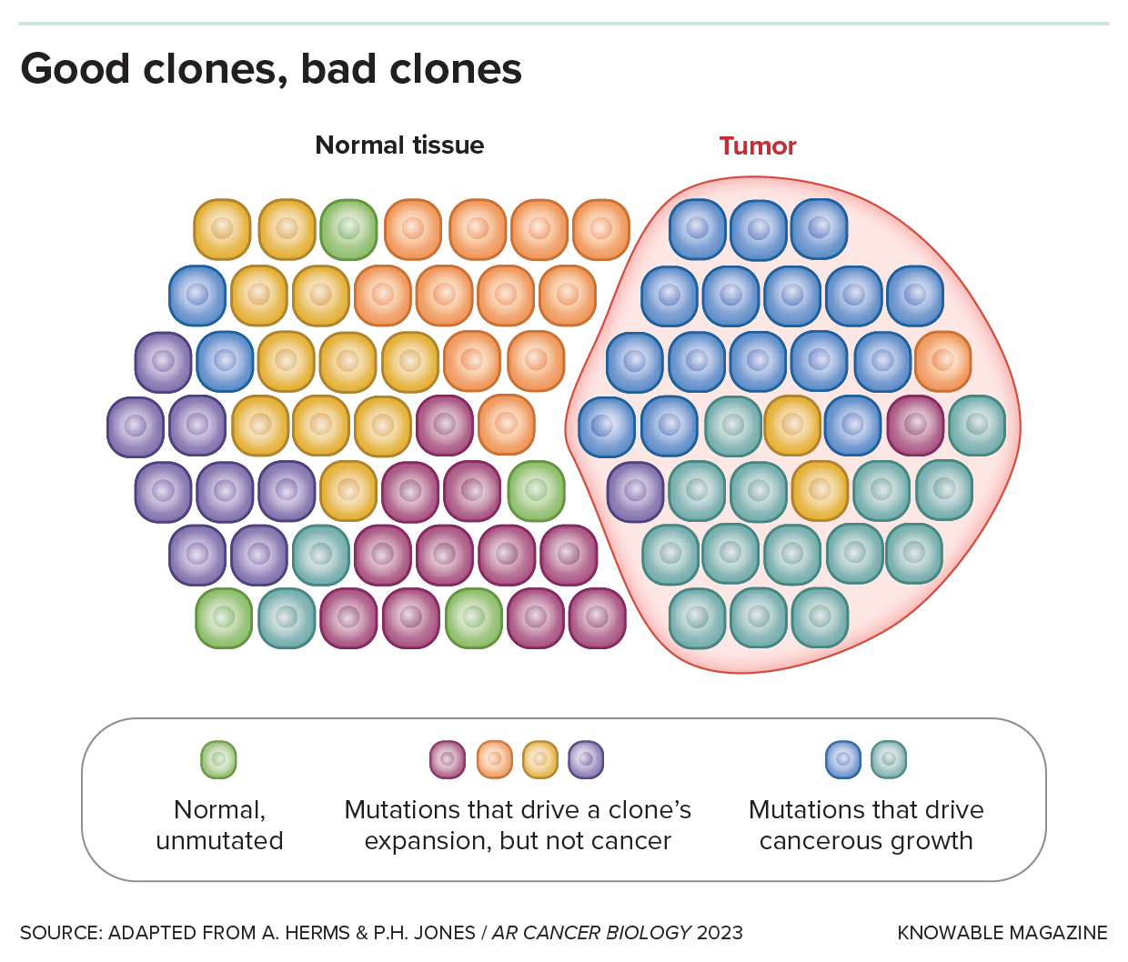 Cells are depicted as colored shapes, with matching colors representing genetically identical clones.