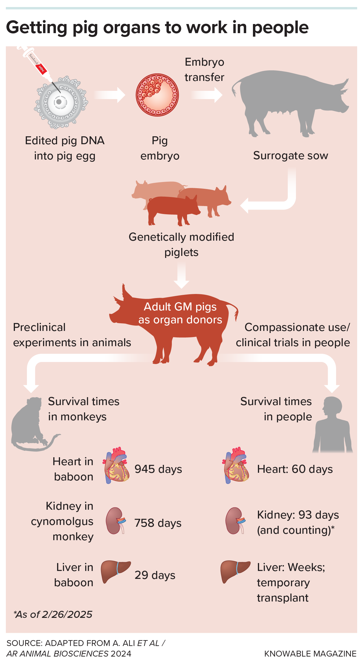 A graphic illustrates the procedures behind engineering pigs to produce humanized organs and the records in survival of those organs in monkeys and people.