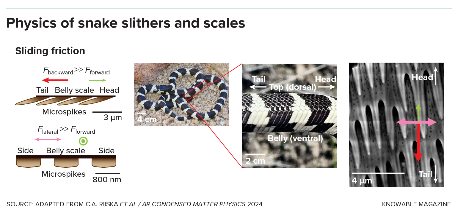 Graphic shows the leaning shape of micrometer-scale spikes as well as photos of a black-and-white banded snake, a zoomed in view showing the difference between the top and belly scales, and a microscopic image of the actual microspikes that point toward the tail.