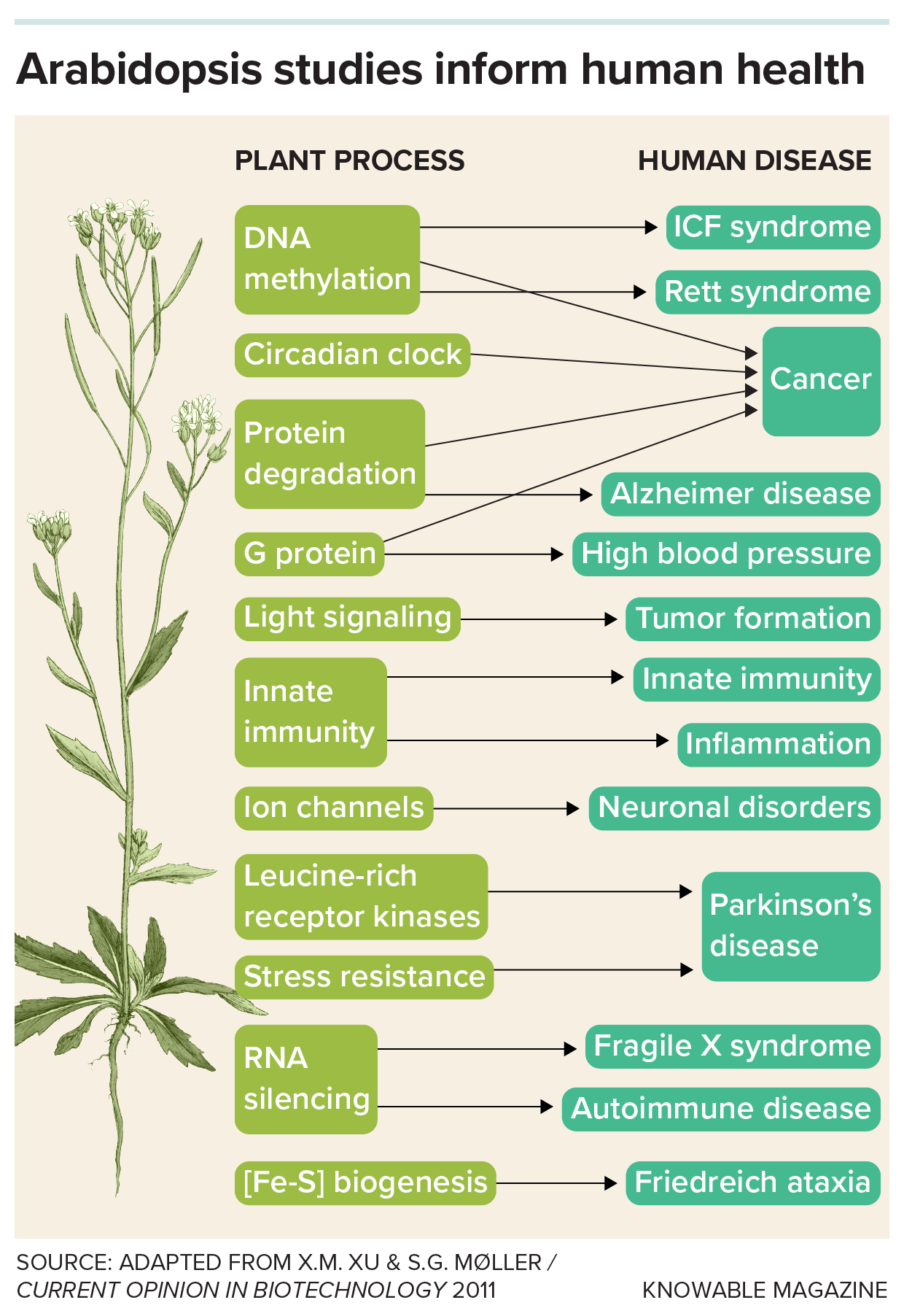 How Arabidopsis thaliana, a humble weed, became a superstar of plant  biology | Knowable Magazine