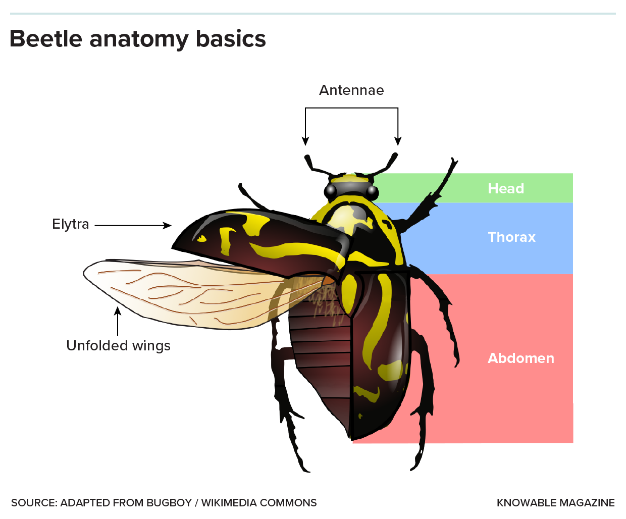 An illustration of a Fiddler beetle diagrams the main parts of the insect body: antennae, head, thorax, abdomen, legs and wing structures.