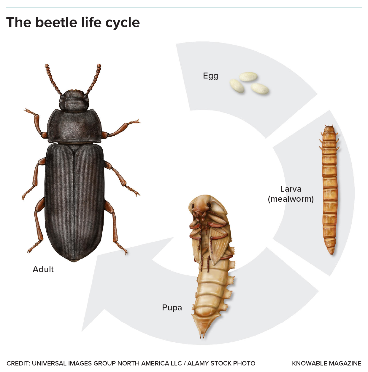 Graphic shows the four main forms beetles take as they age from a small egg to a mealworm to a larger, segmented pupa and finally to a fully grown insect with a tough exoskeleton. 
