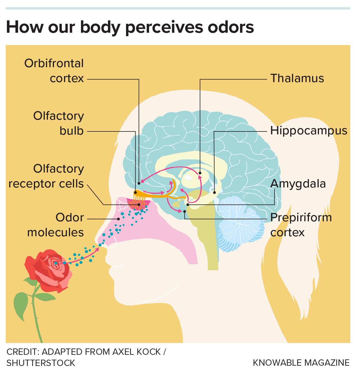 A graphic shows how odor signals travel to and around the brain.