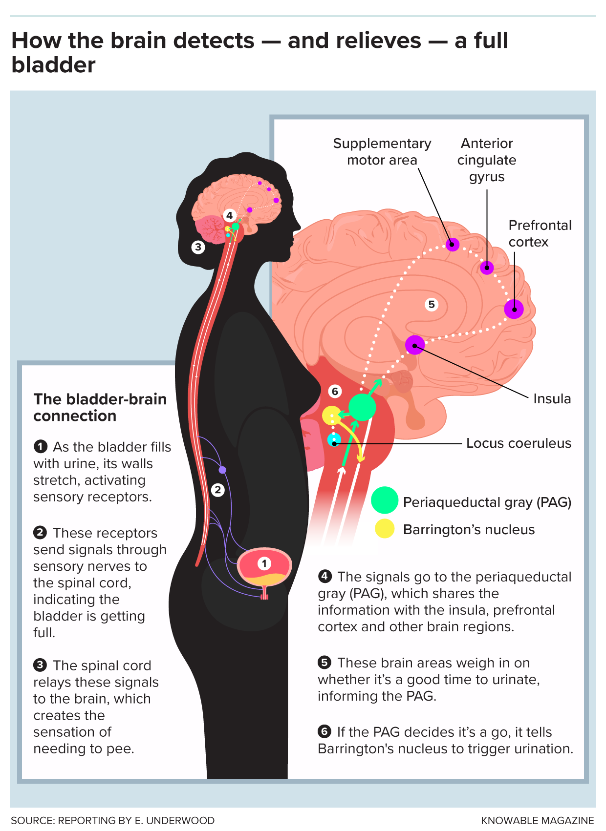Illustration: A six-step diagram showing how sensations of fullness travel up the spinal cord from the bladder to the brainstem and higher brain regions. Collectively, these regions tell the brain’s urinary control center, Barrington’s nucleus, that we’re in a safe and appropriate place to pee, allowing us to release urine on cue.