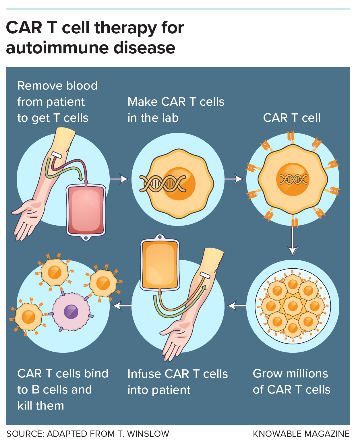 A diagram depicts the procedure for CAR-T therapy, starting with removal of patient blood, then genetic reprogramming of T cells into CAR T cells, which are grown and then infused back into the patient, where they bind and kill B cells.