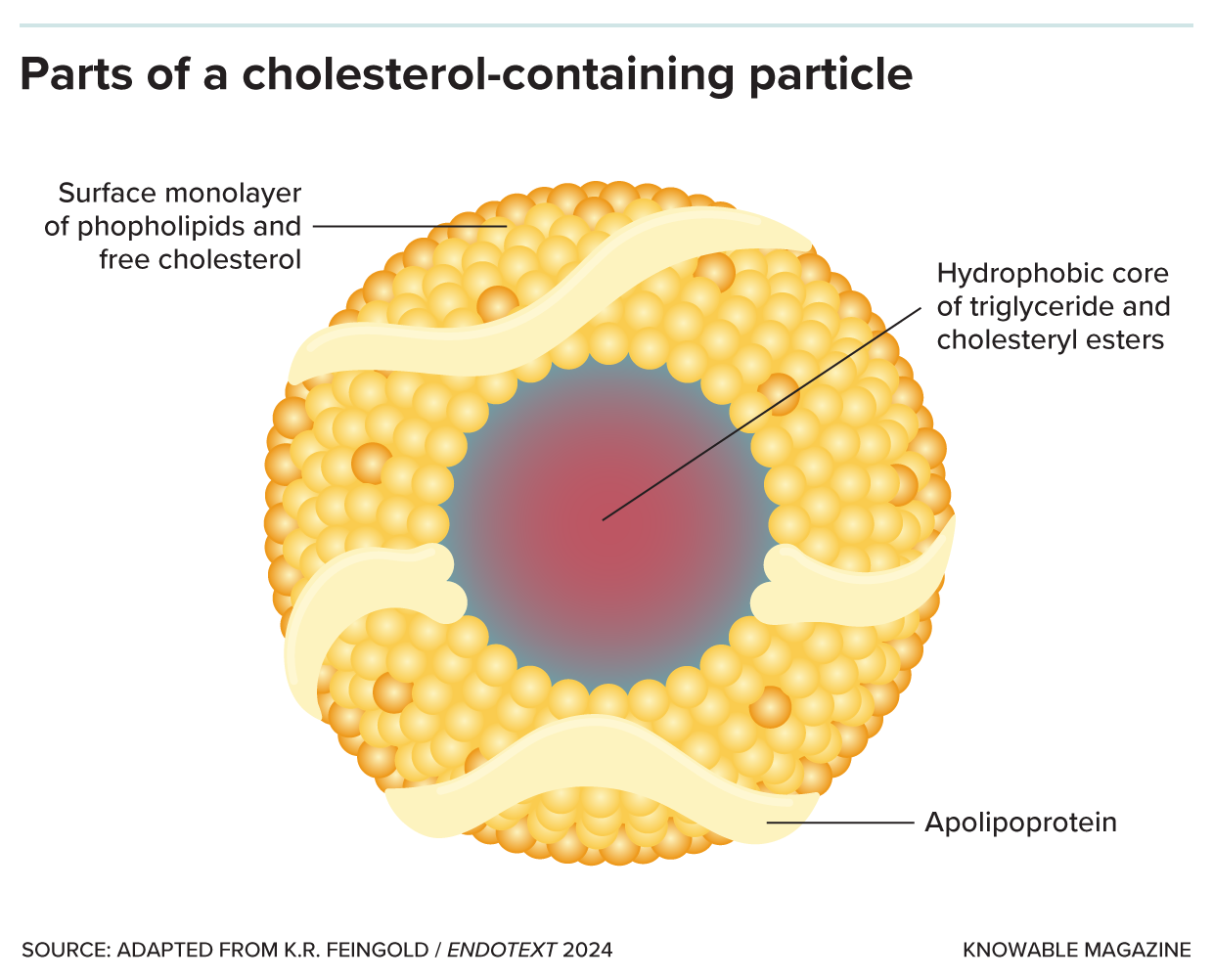 A diagram shows a lipoprotein particle with a core made up of cholesteryl esters and triglycerides, and a surface containing phospholipids, free cholesterol and apolipoprotein.