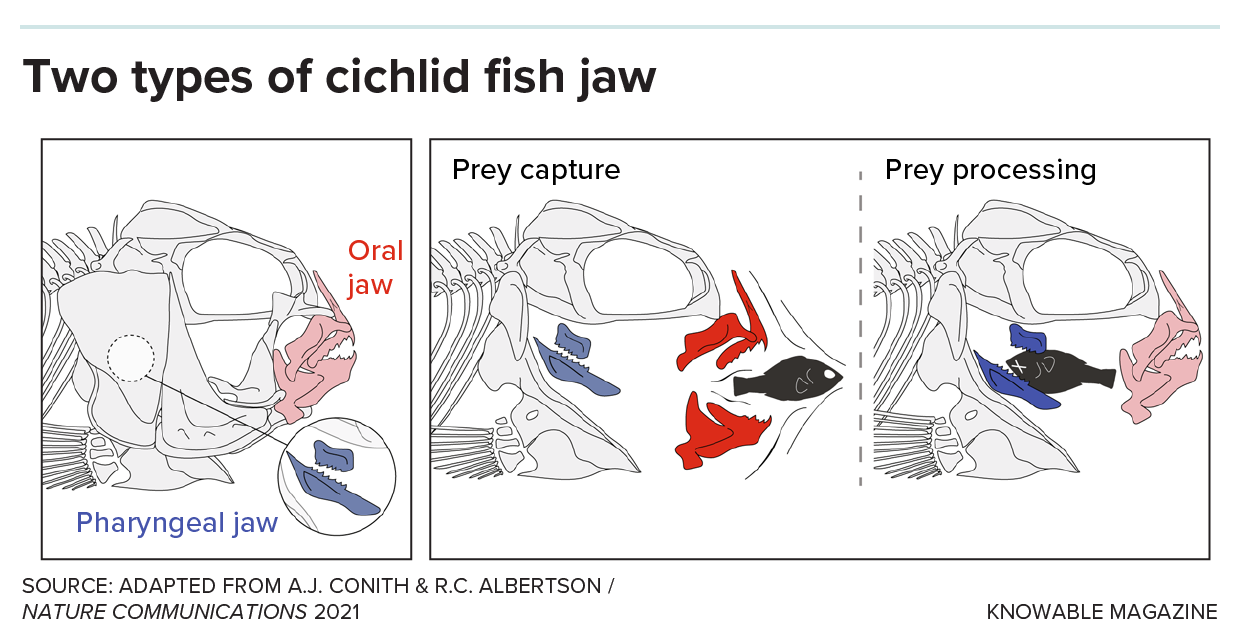 A diagram shows the oral and pharygeal jaws of cichlid fishes