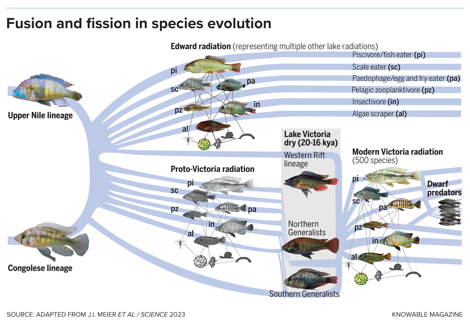 Graphic shows two hybridization events that fueled the radiation of Lake Victoria Region Superflock cichlid fishes.