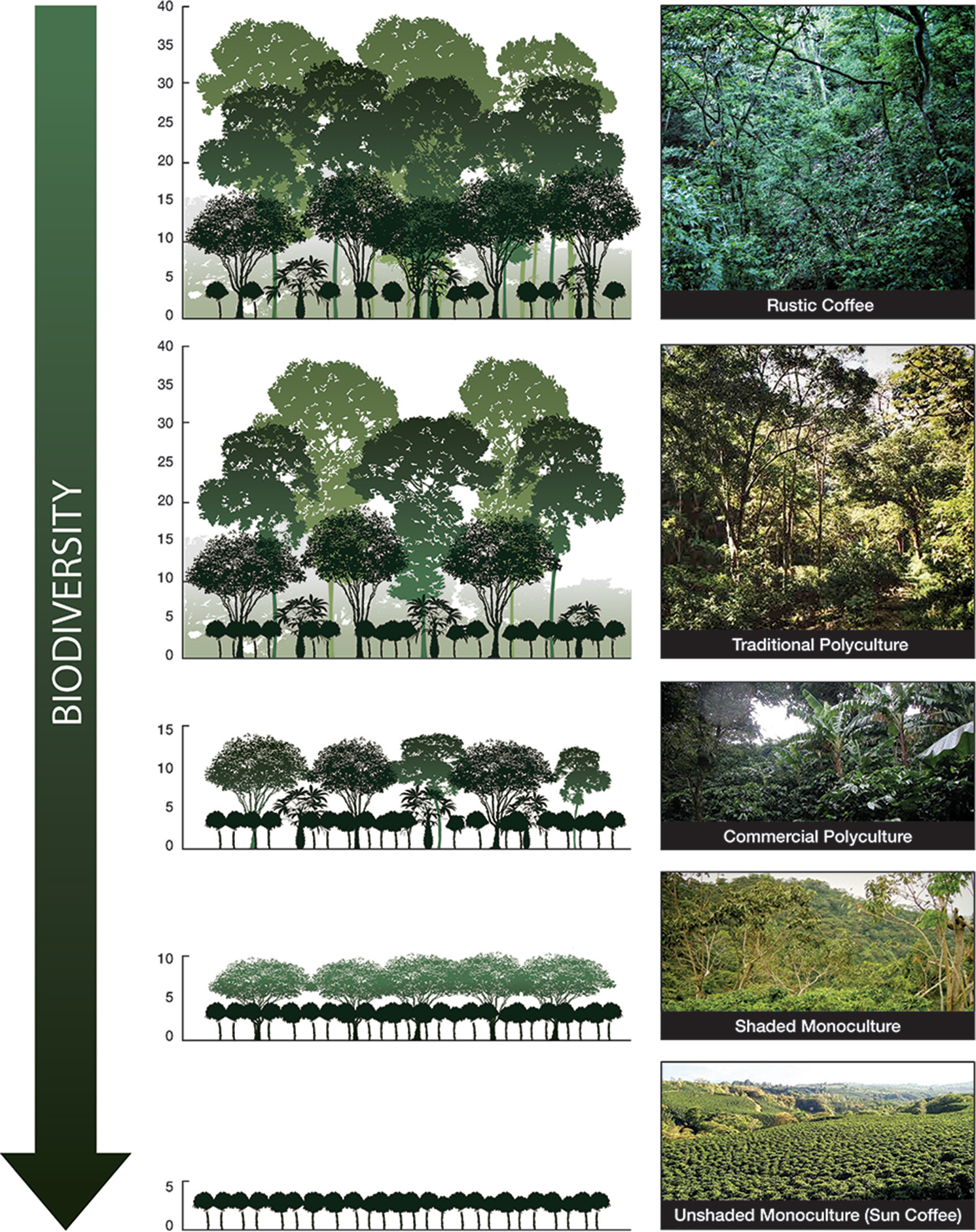 Photos and drawn graphics show the gradient of coffee management systems from diverse agroforestry to monoculture.