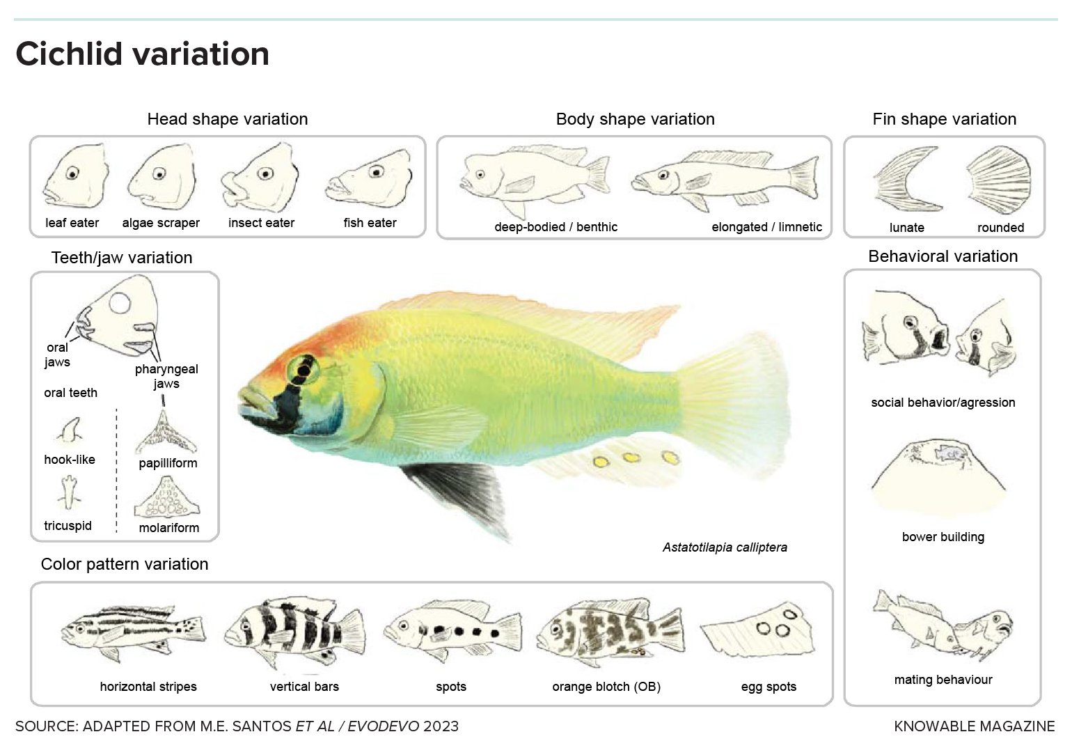 Graphic shows a range of different body shapes and body patterns that different cichlid species have.