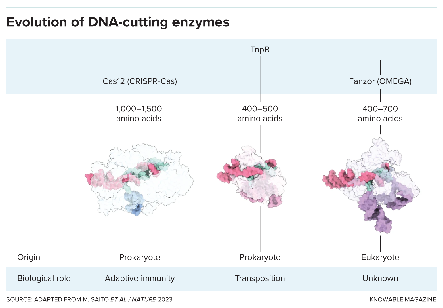 A three-part family tree shows how TnpB evolved into CRISPR-Cas and Fanzor gene-altering systems.