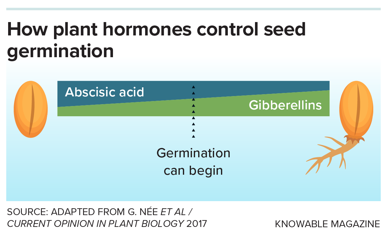 Hormones and germination A graphic depicts the rise in gibberellins and fall in abscisic acid that must happen in many seeds before they can germinate.