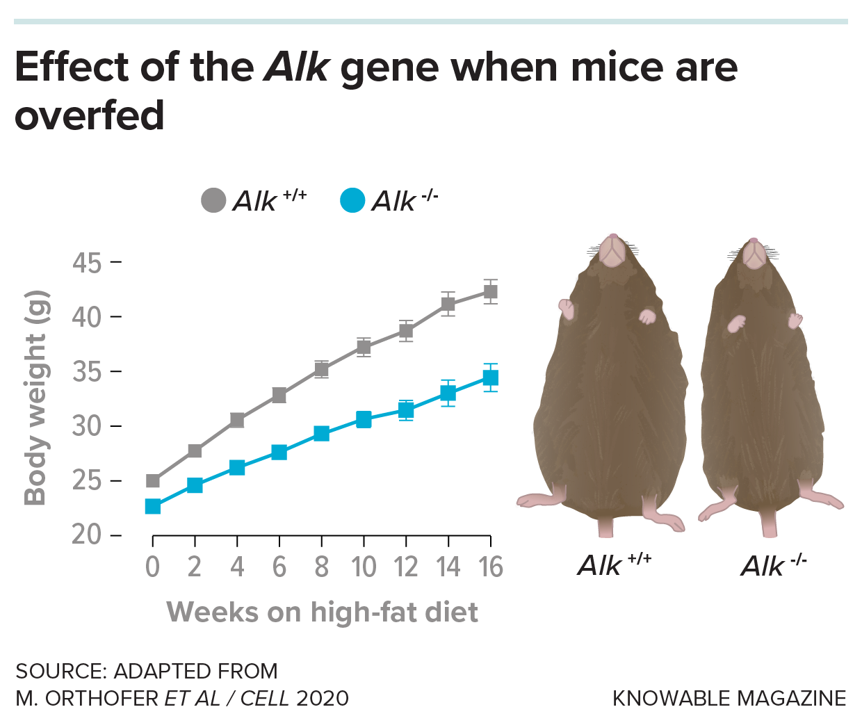 Effect of Alk gene on weight gain placeholder Image