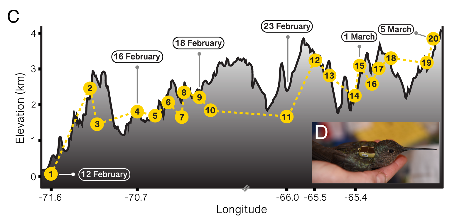 Graph showing the ascent of a giant hummingbird as it gains in elevation over its migratory journey of nearly three weeks.