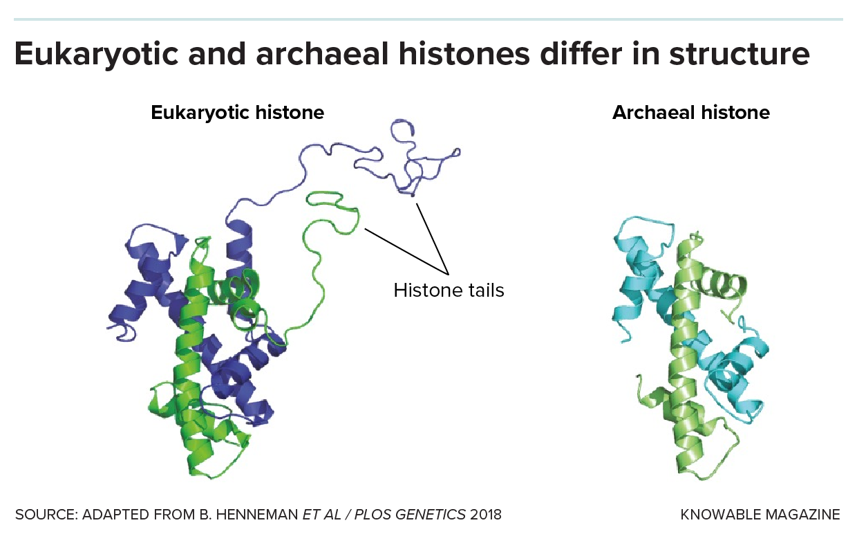 Ribbon diagram of the protein structure of a eukaryotic histone with long tails (left) and an archaeal histone (right) lacking a long tail.