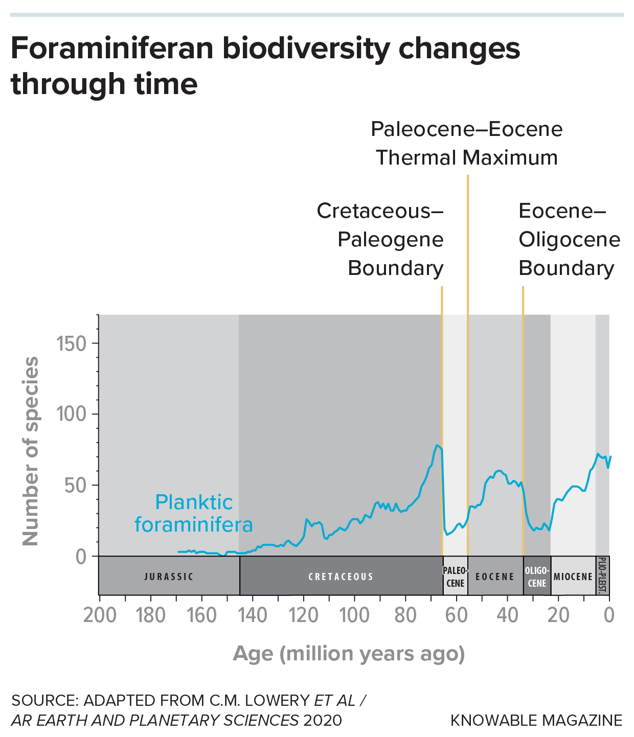 Foraminifera biodiversity changes A graph shows the rise and fall of foraminifera diversity over time, through several geological time periods that had drastic climate shifts.