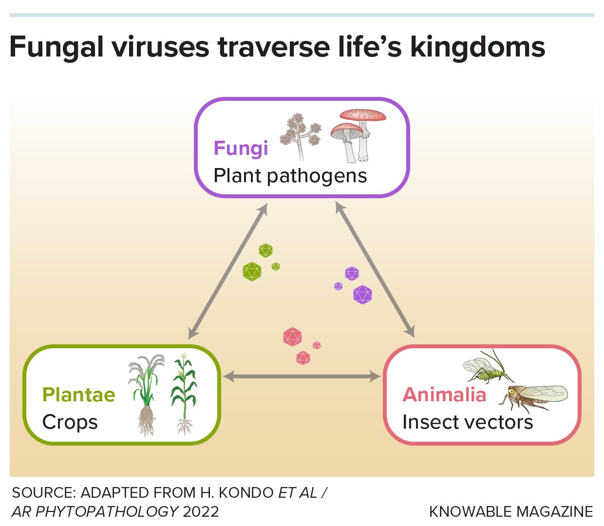 How fungi, viruses and animals interact to affect crops A graphic depicts fungi, plants and animals, all connected by virus particles that can infect both.